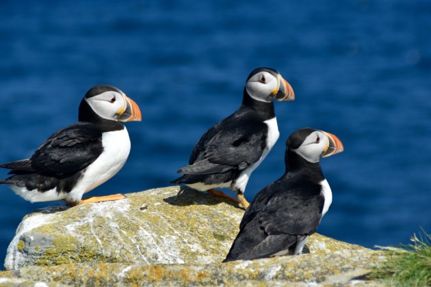 Papegaaiduikers op Newfoundland