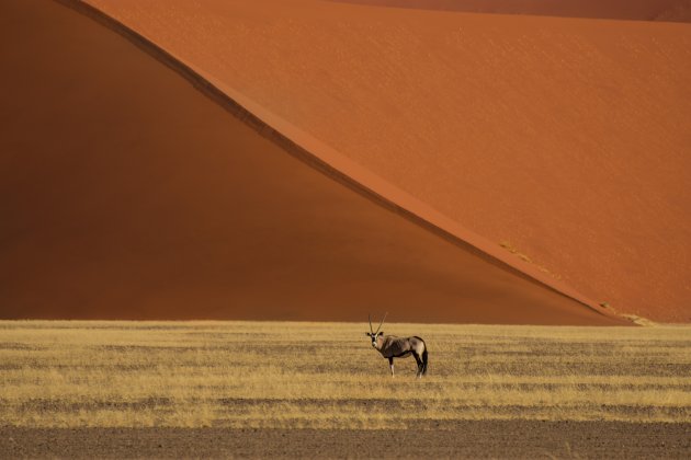 oryx in Namib