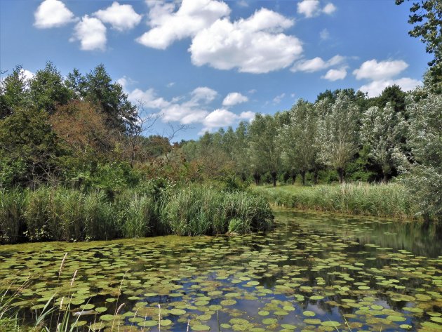 De Biesbosch op zijn mooist