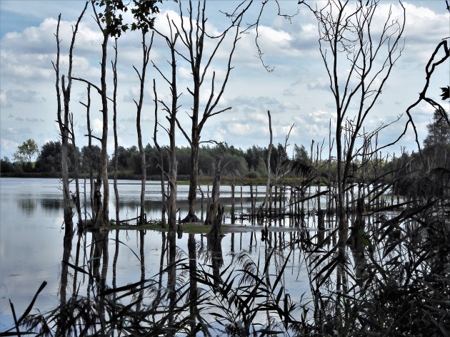 Wayan kulit landschap in de Biesbosch