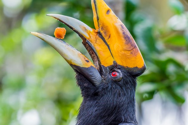 bali bird park