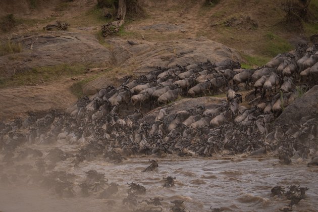 De oversteek van de Mara rivier