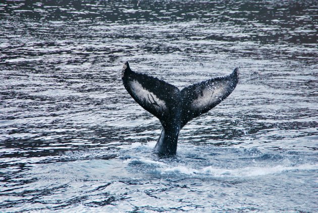 Walvissen kijken op Newfoundland