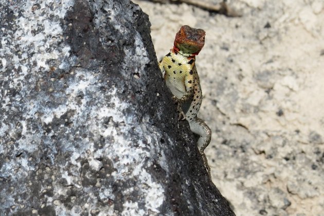 lavahagedis Galapagos