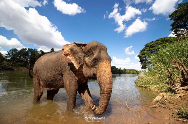 Olifant in de River Kwai