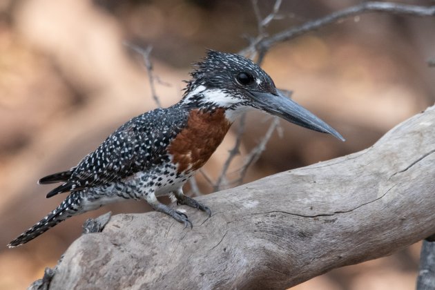 Common giant Kingfisher