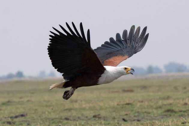 African Fish Eagle