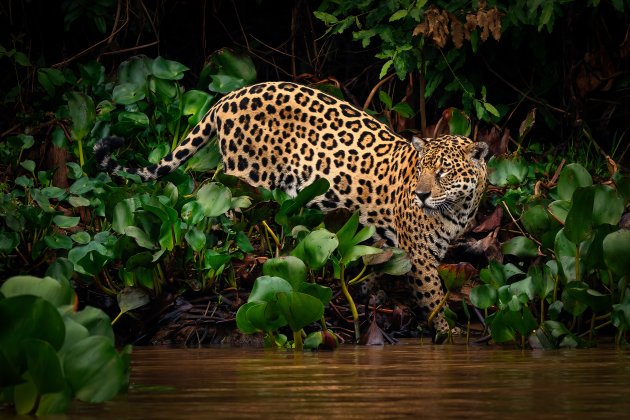 Jaguar op zoek naar eten