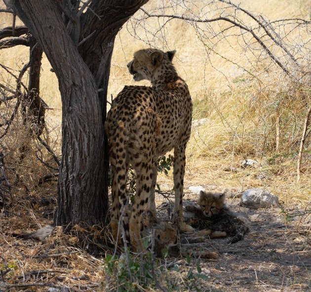 Cheeta met 2 kittens