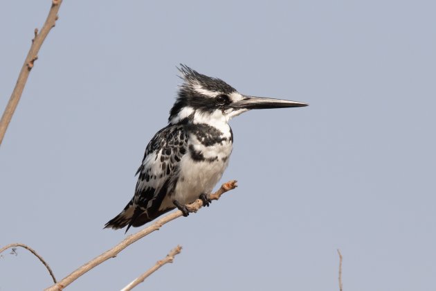 African Pied Kingfisher