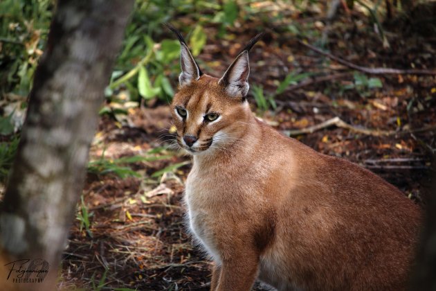 Caracal Zuid Afrika