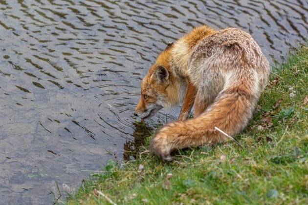 Dorst