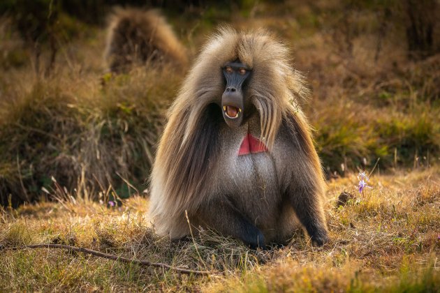 Het dominant gelada mannetje