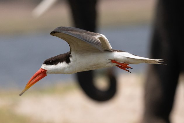 African Skimmer