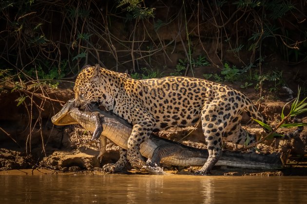 Jaguar met een kaaiman