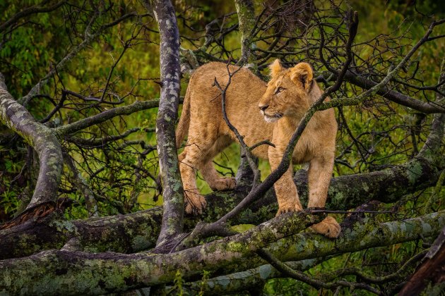 Jonge leeuw tussen omgevallen bomen