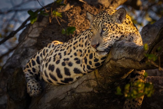 Jonge jaguar in de boom