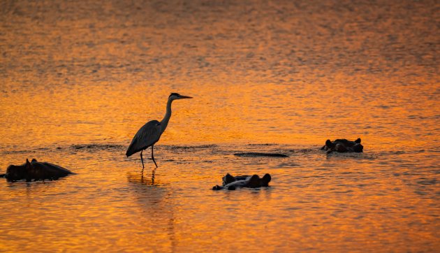 Reiger