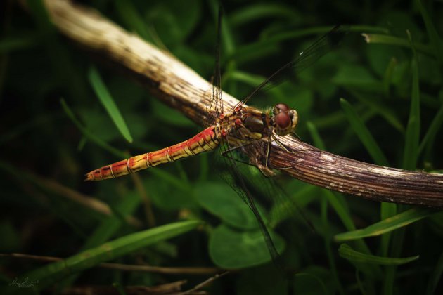 Libelle in het natuurpark Lelystad