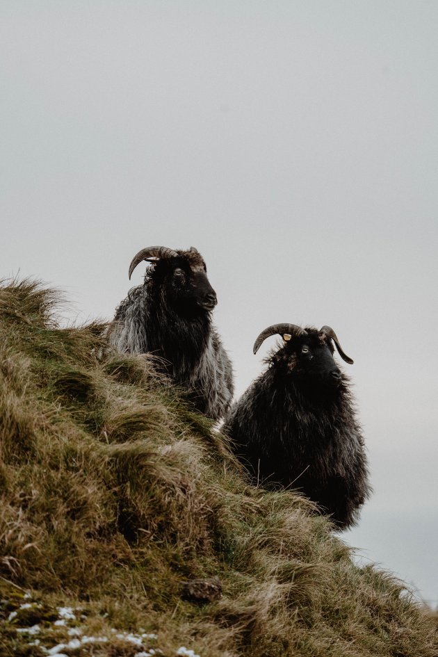 Schapen Helgoland | Duitsland