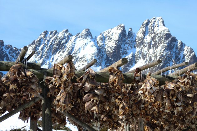 Stokvis in de haven van Ballstad, Lofoten Islands