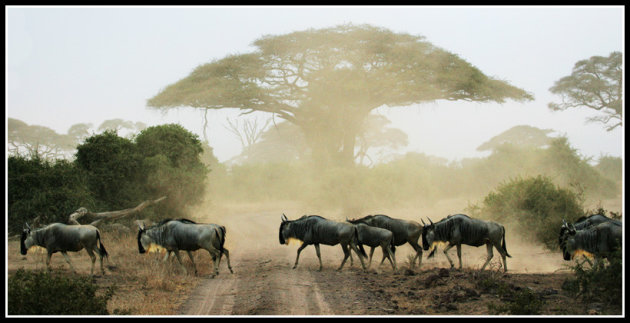 wildebeast crossing