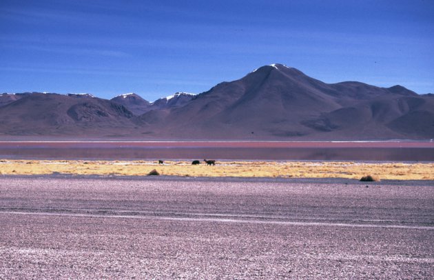 Laguna colorada