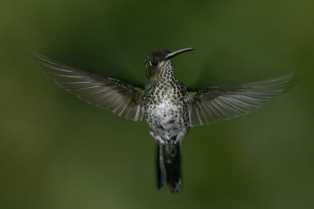 Many-spotted Hummingbird