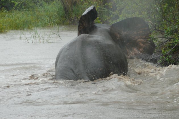 Akaka gebied in Loango National Park