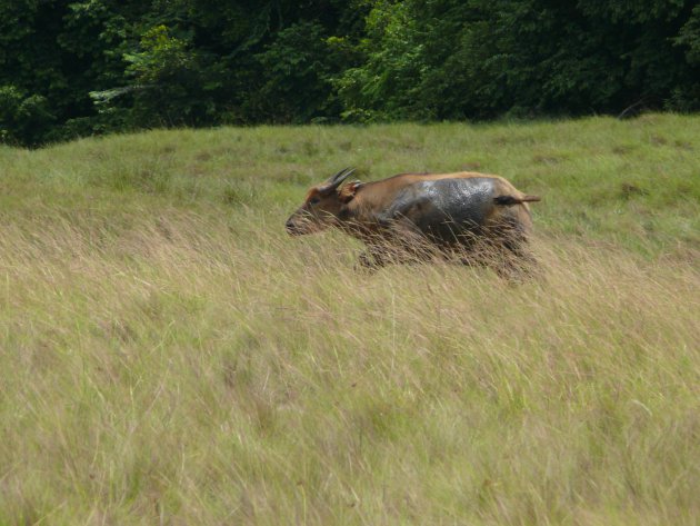 Buffalo in West Africa