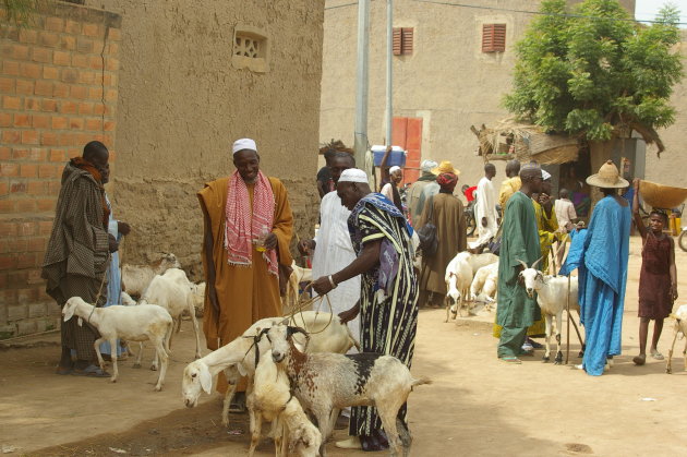 Geitenmarkt in Djenné