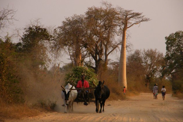 Op weg naar Morondava