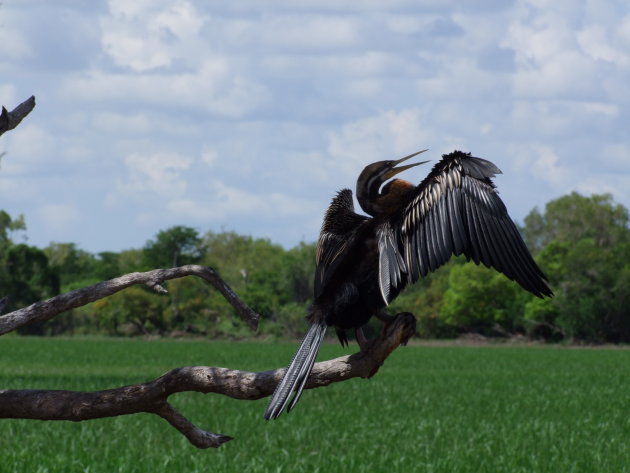 Vogel droogt zijn veren