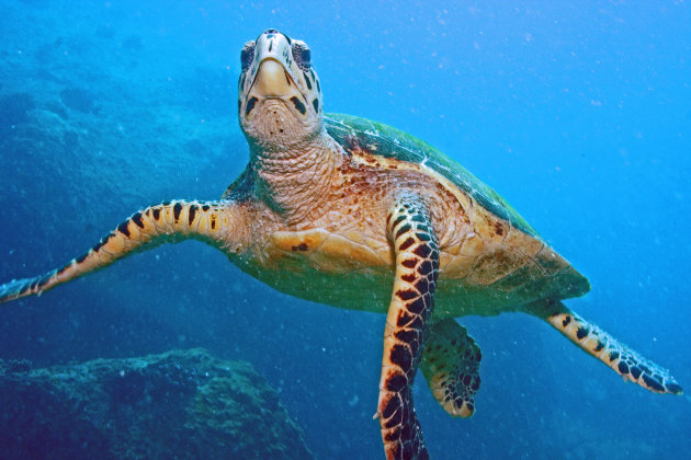 Green turtle