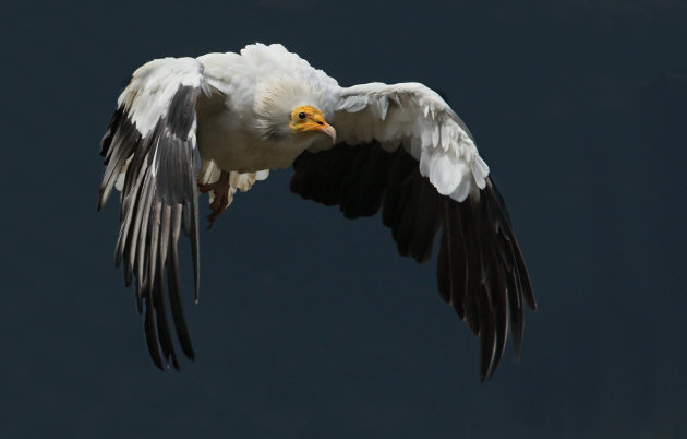 Egyptian vulture