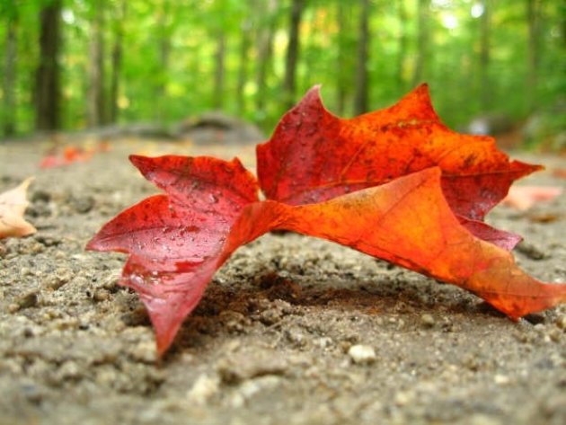 Herfst in de White Mountains