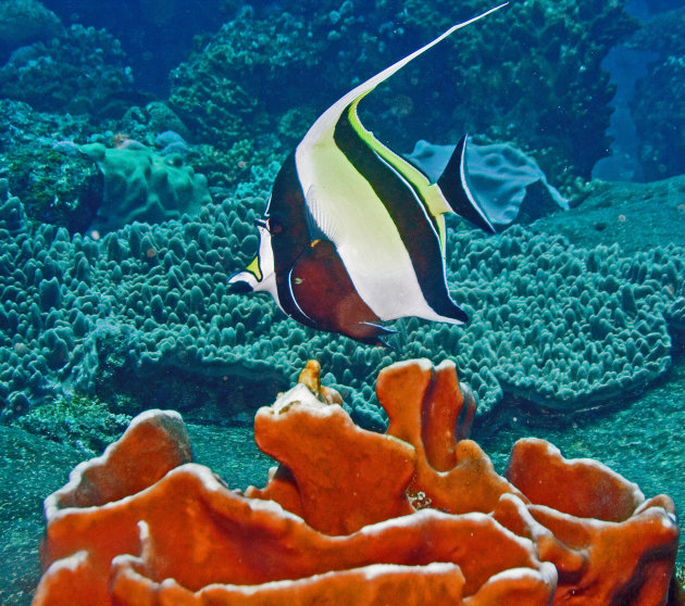 Longfin Bannerfish