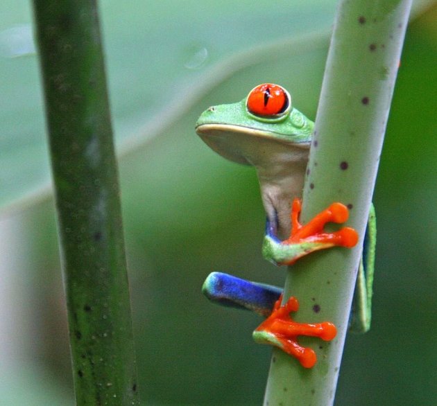 Rood Oog Boomkikker