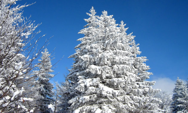 White Trees