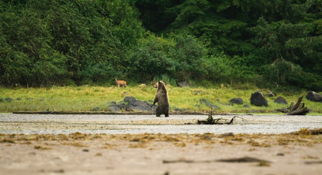 Grizzly searching for food