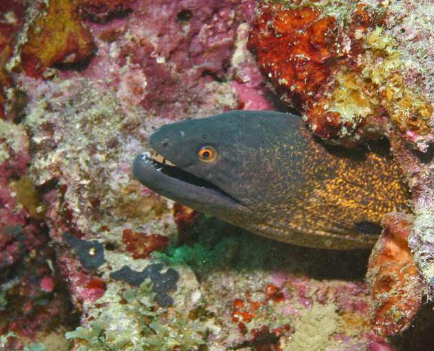 Morey eel