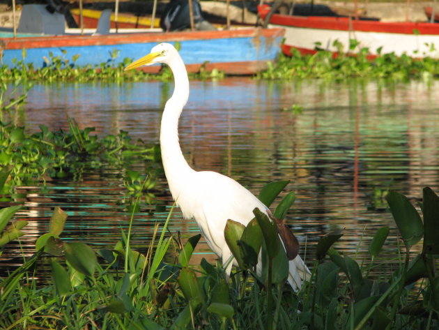 Witte reiger