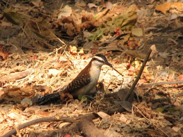 vogeltje 