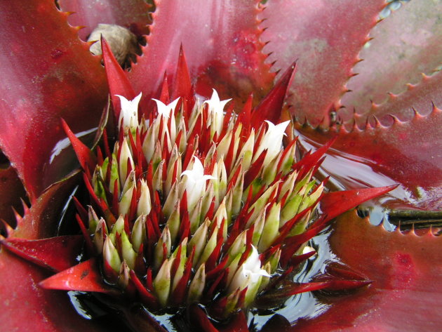 Bromelia