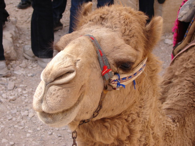 Camel