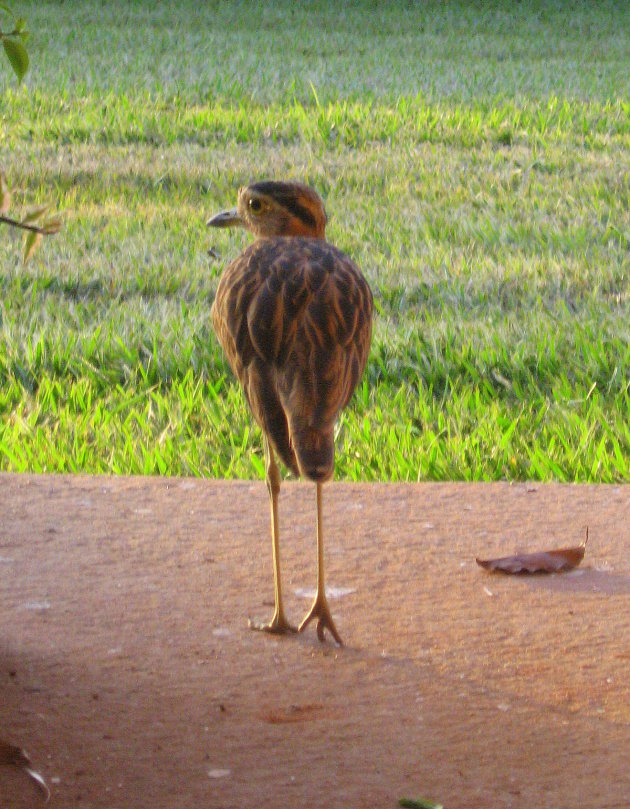 onbekende vogel