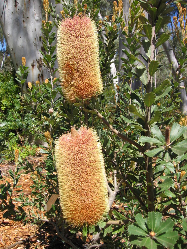 Acorn Banksia