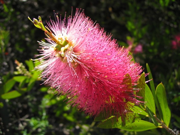 Bottlebrush