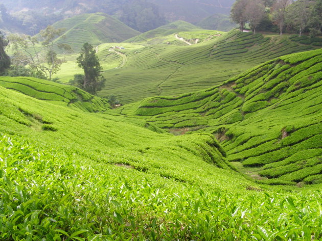 Cameron Highlands