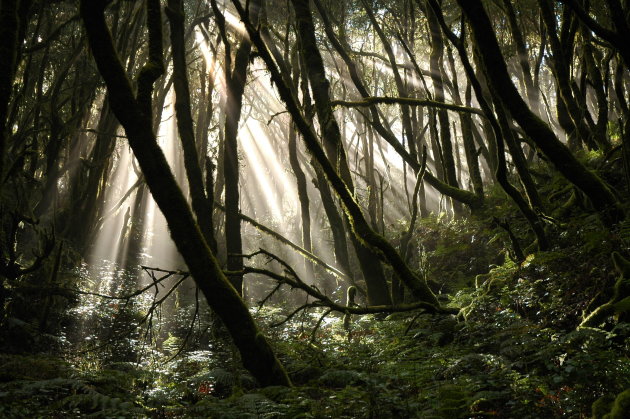 Nevelwoud La Gomera 